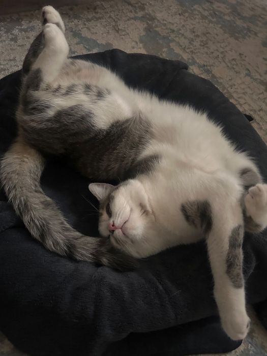 Продается Кот мальчик