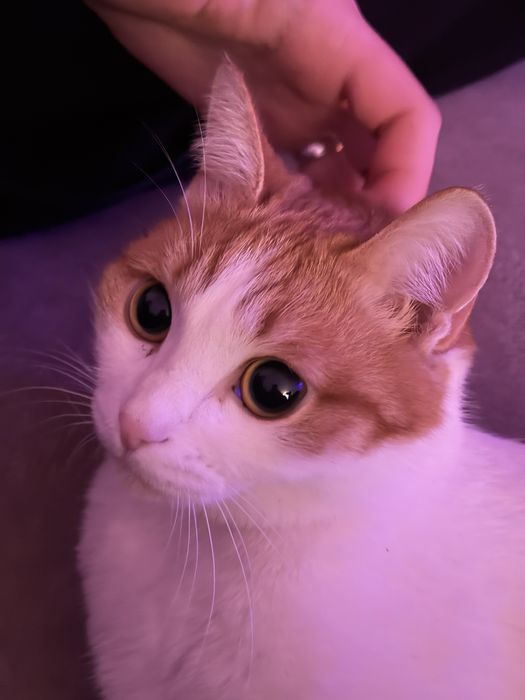 Отдам двоих, кот/кошка