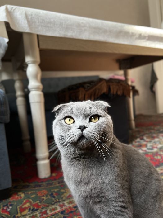 приглашайем кошечек к вязке