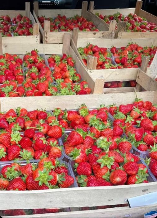 Усики клубники