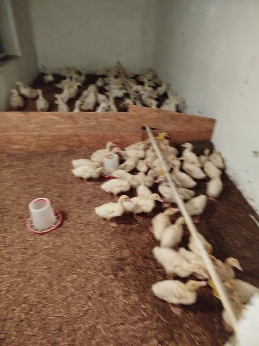 Утята башкирские