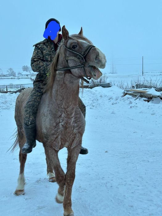 Продам хорошего Жеребца