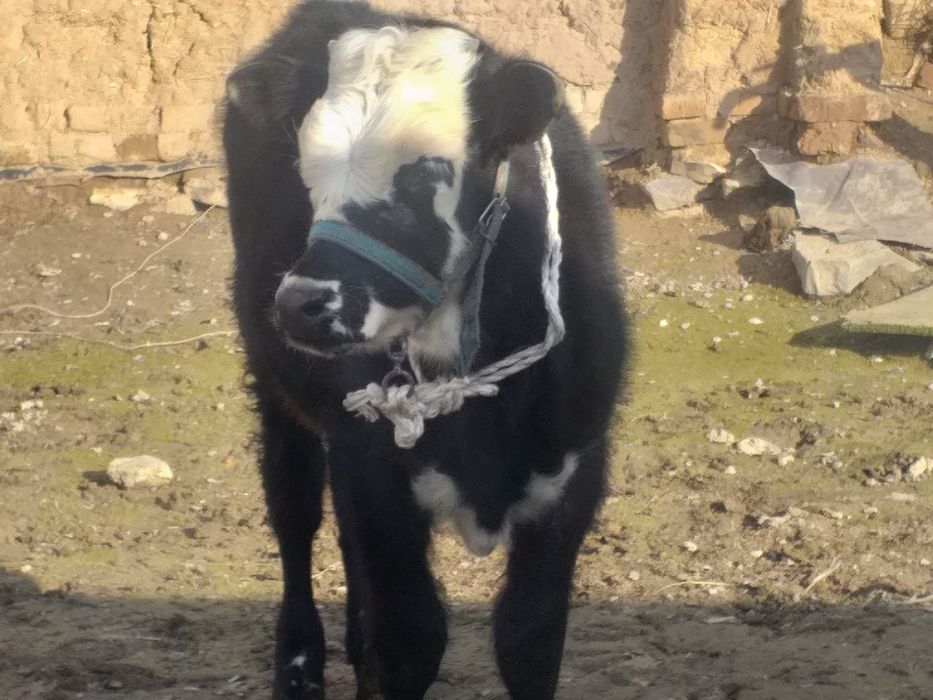 бычок сатылады дені сау