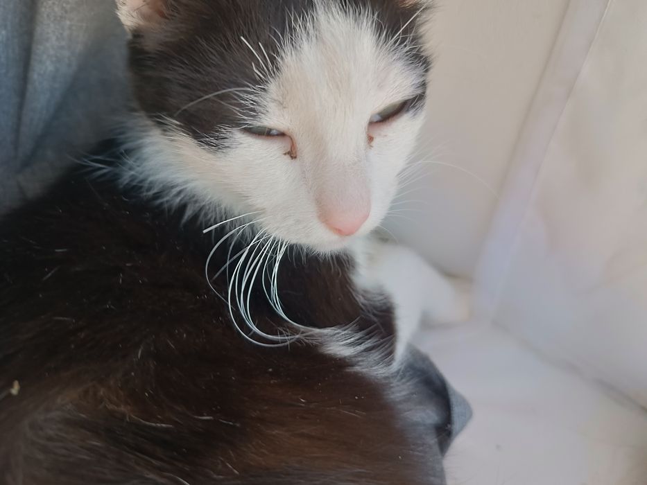 Домашние котята.