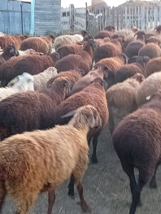 Продам Овцы оптом