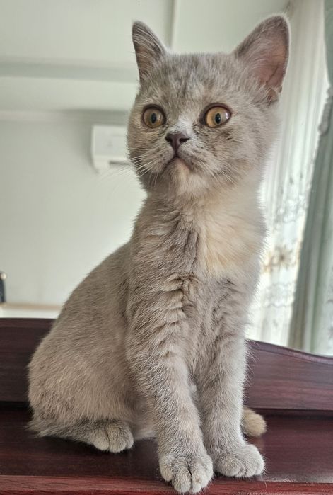 Скоттиш Страйт тоза кон