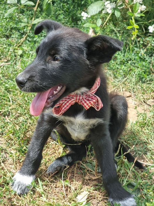 Donez cățeluși adorabili
