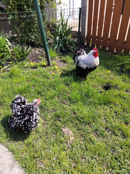 Ouă pentru incubat de cochinchina pitic