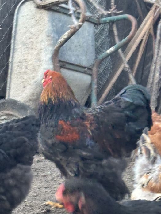 Gaini si cocosi brahma