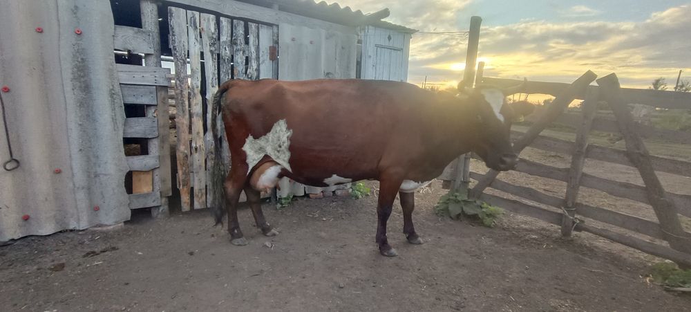 Продам дойных коров