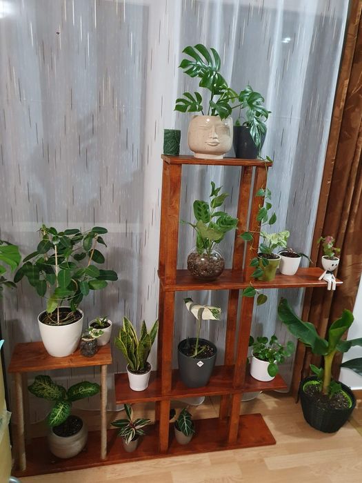Raft plante lemn