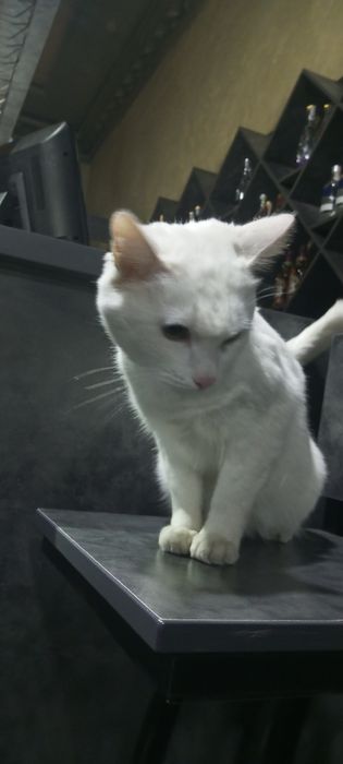 Gretta isimli mushuk sotiladi