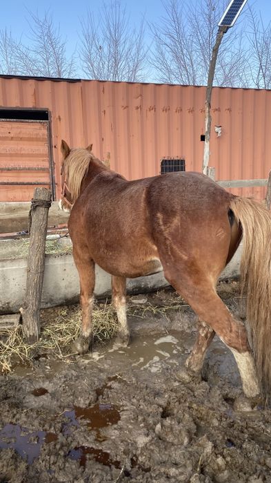 Соғым,ат,айғыр,жылқы,лошадь,откорым