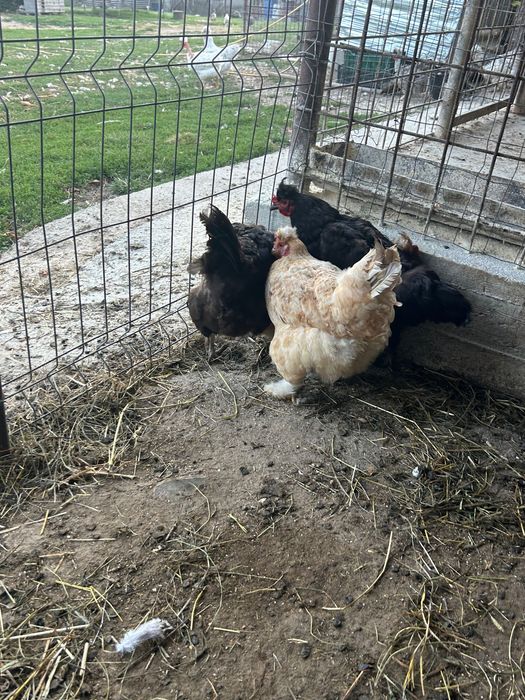 Cocoși și Găini moțate