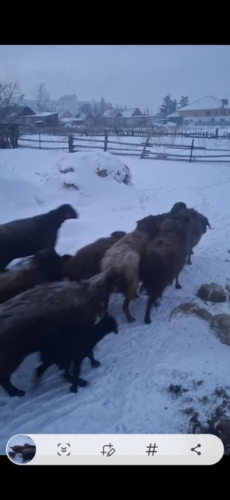 Қойлар сатылады Еділбай