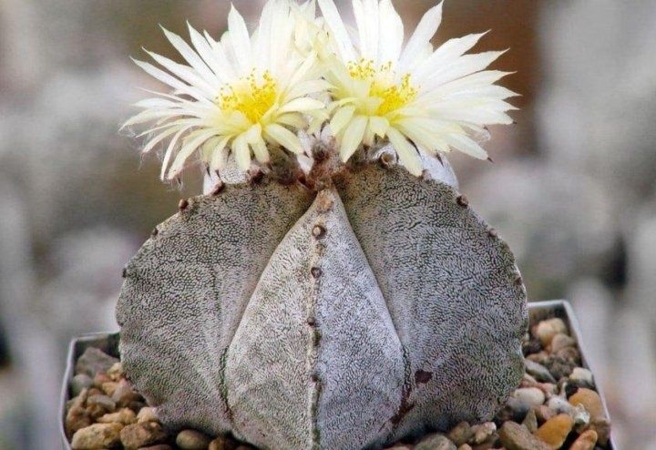 Коллекционные кактусы