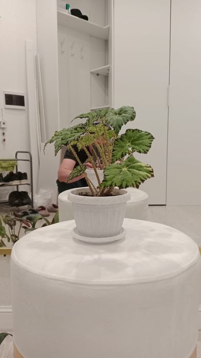 Комнатные цветы, разные.