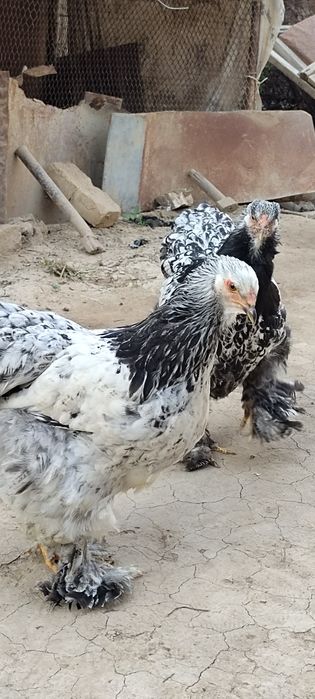 Qora tochkali brama tuxumiga zakaz olamiz