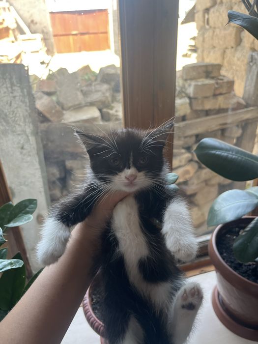 котята в хорошие руки