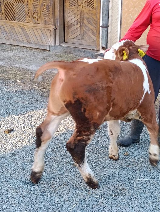 Vițel baltat de 8 săptămâni