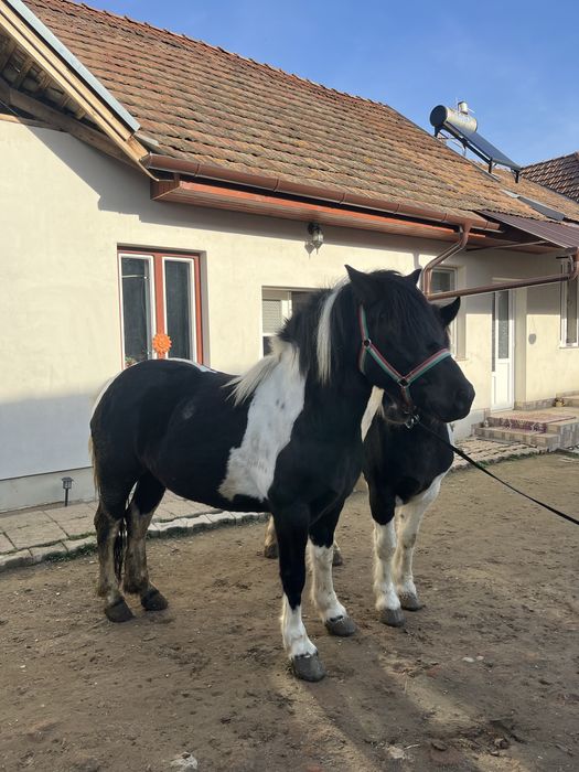 Vand doua iepe petriti