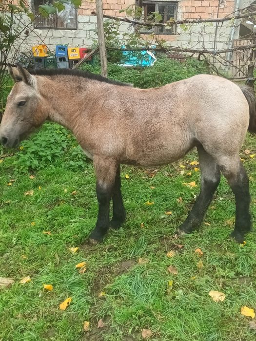 Mînza de 6 luni din parinti buni