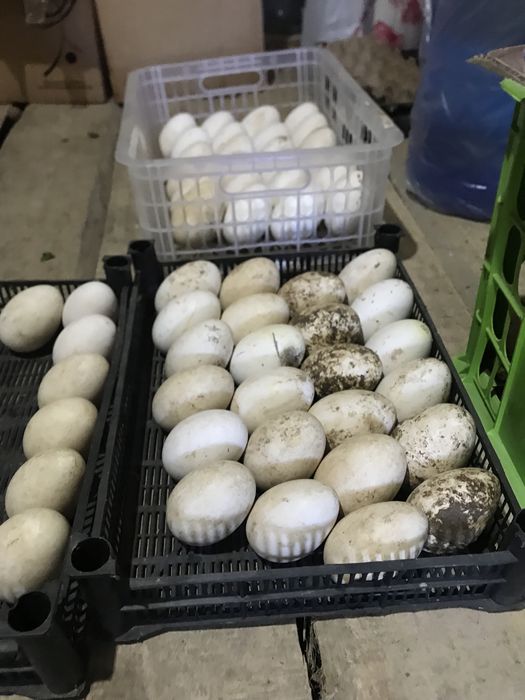 Продам гусинные яйца!