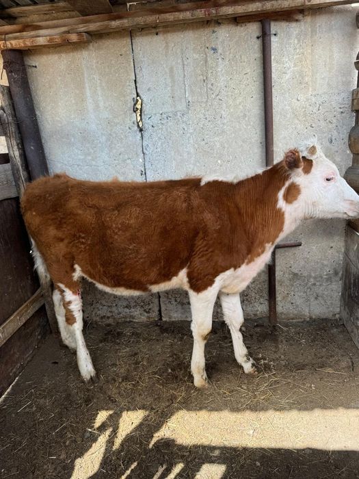 Продам годовалый  телку