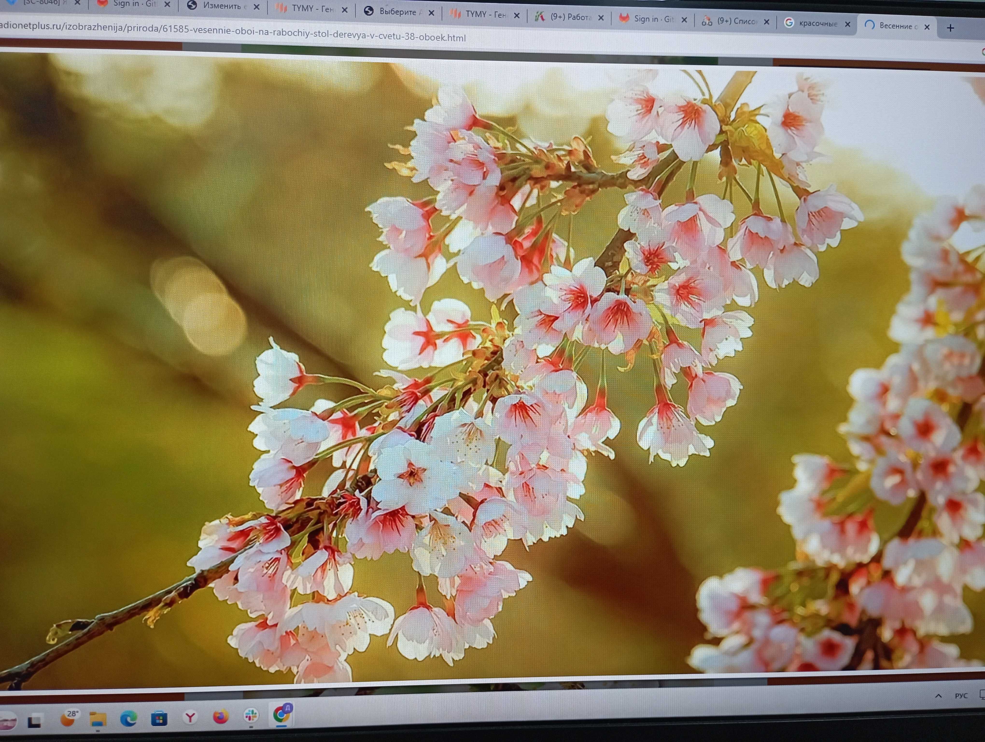 Весенние рингтоны на телефон. Цветение Сакуры. Сакура цветение растения. Весеннее цветение плодовых деревьев.