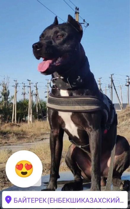 Питбуль чистокровный