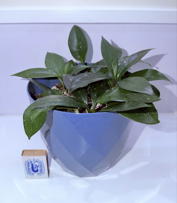 Хойя Карноза, комнатные растения, комнатные цветы