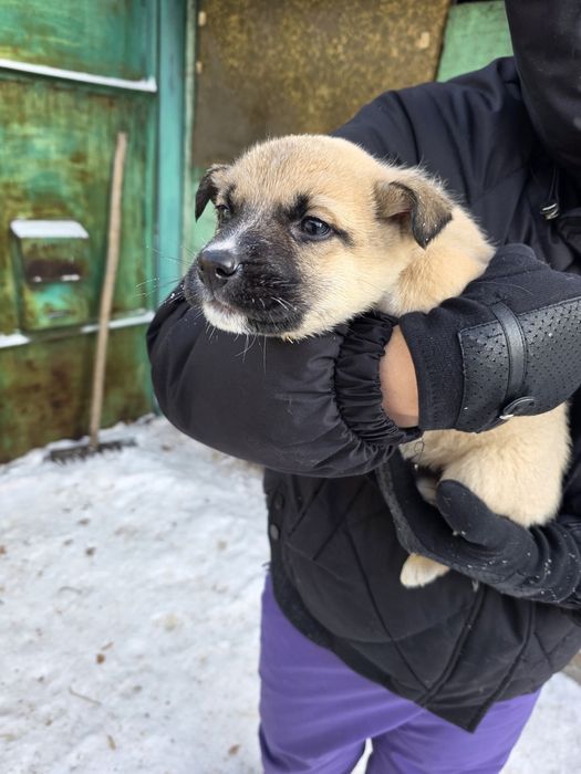 Щенки срочно ищут дом