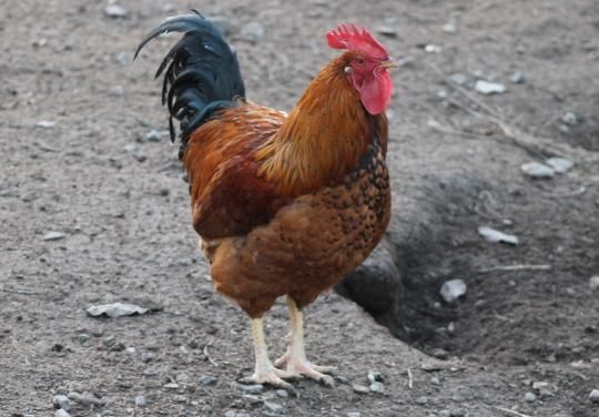 Свадебные петухи