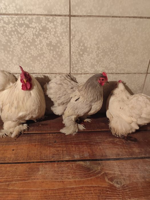 Кохинхины карликовые белые