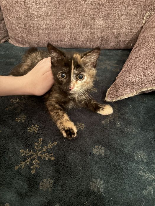 Котенок девочка , ищет дом