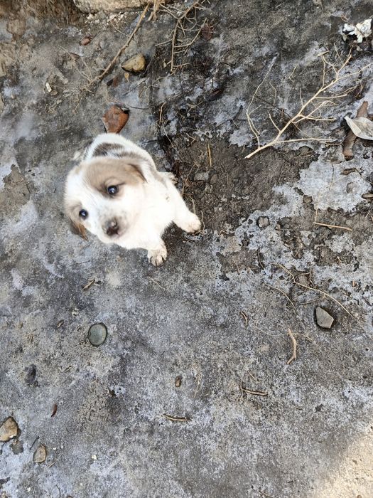 Щенок мальчик ищет дом