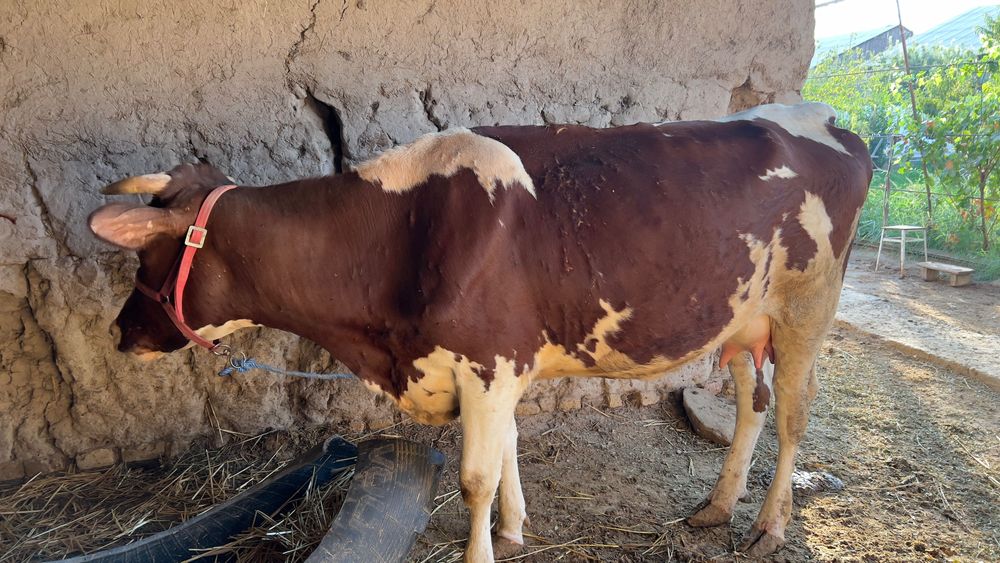 Ona bola Semental sigirlar sotiladi. Kelishtirib beriladi