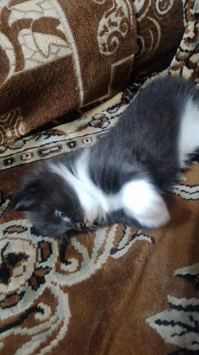 Котята в добрые руки.