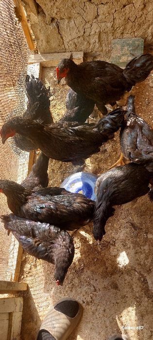 Qora shaxzoda tovuqlari