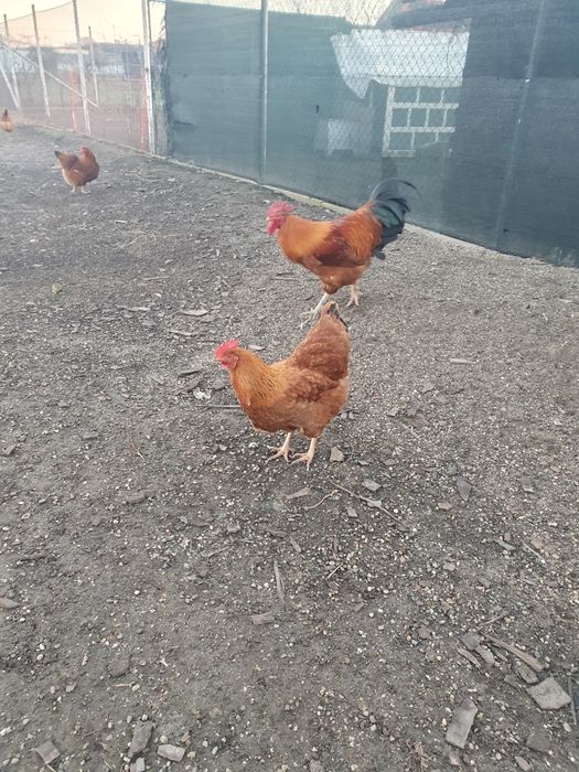 Găini Rasa New Hamphsire Mare