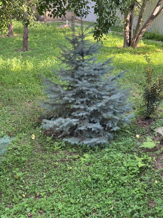 Продаётся ель 2 штуки