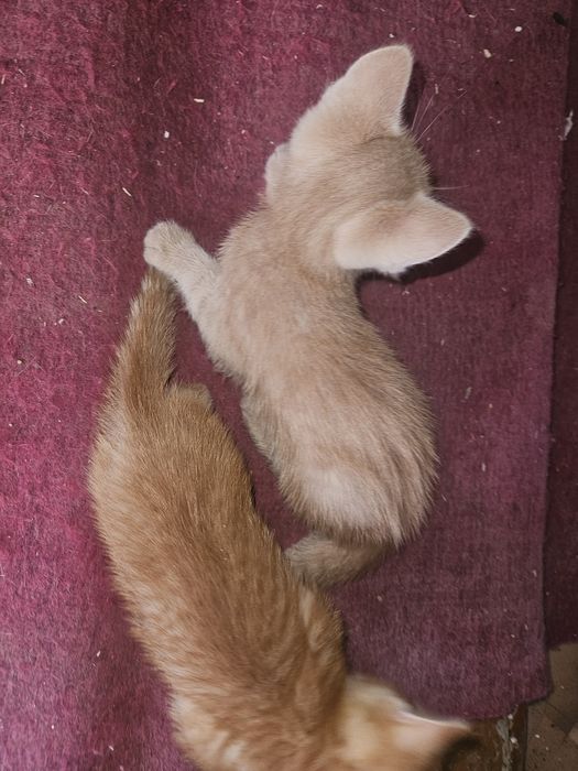 Дам котят в хорошие руки