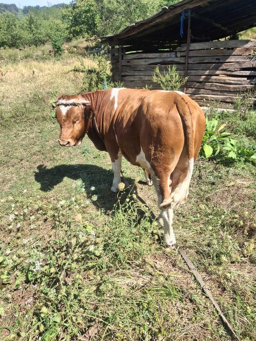 Vand taur baltat românesc