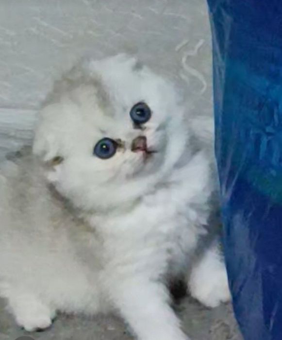 Продается котенок скоттиш фолд, мальчик  1, 5месяца.