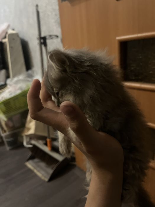 Котёнок девочка в хорошие руки