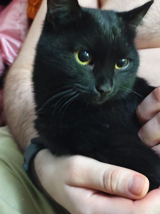 Кошечка ищет новый дом