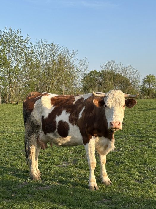 Vand 8 vaci mai multe detali la numarul de telefon