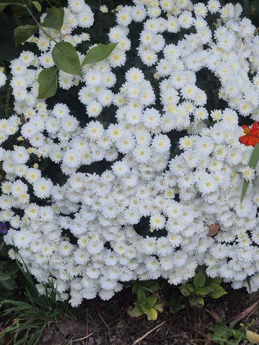 Продаю Цветы домашние