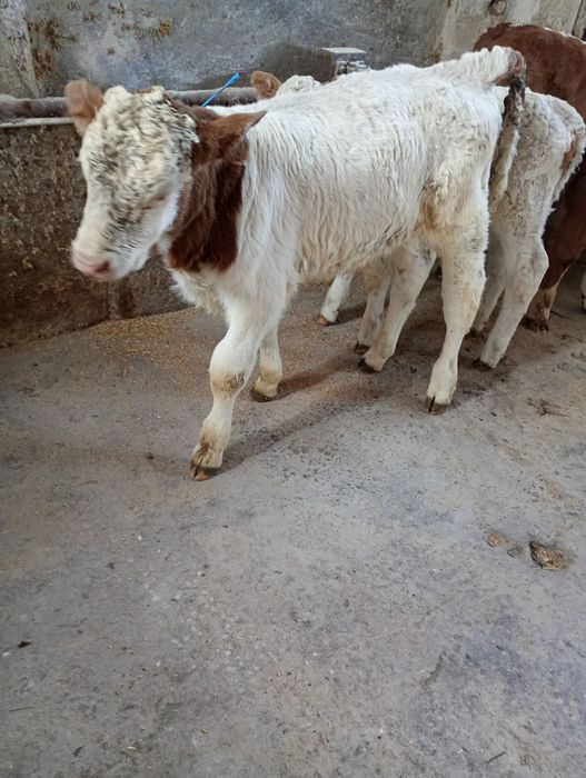 Viței 1-4 săptămâni