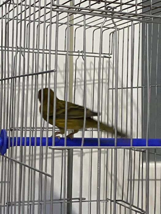 Канарейка самец (нар)